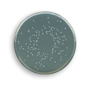 90 mm plates containing Count (PCA) Agar