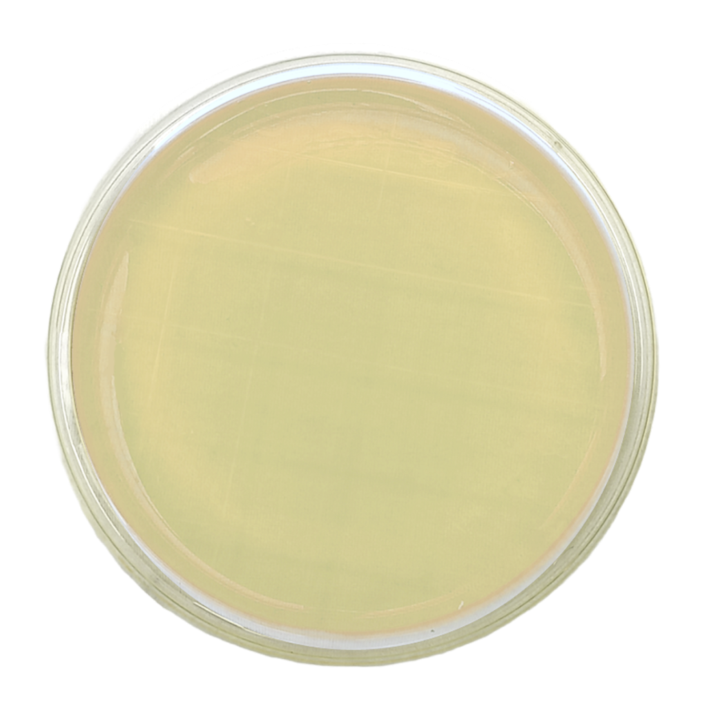 Agar R2A – Irradiado - Placa tipo Rodac Ø 65 mm x 15 mm.