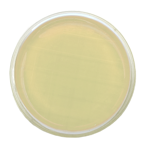Agar R2A – Irradiado - Placa tipo Rodac Ø 65 mm x 15 mm.