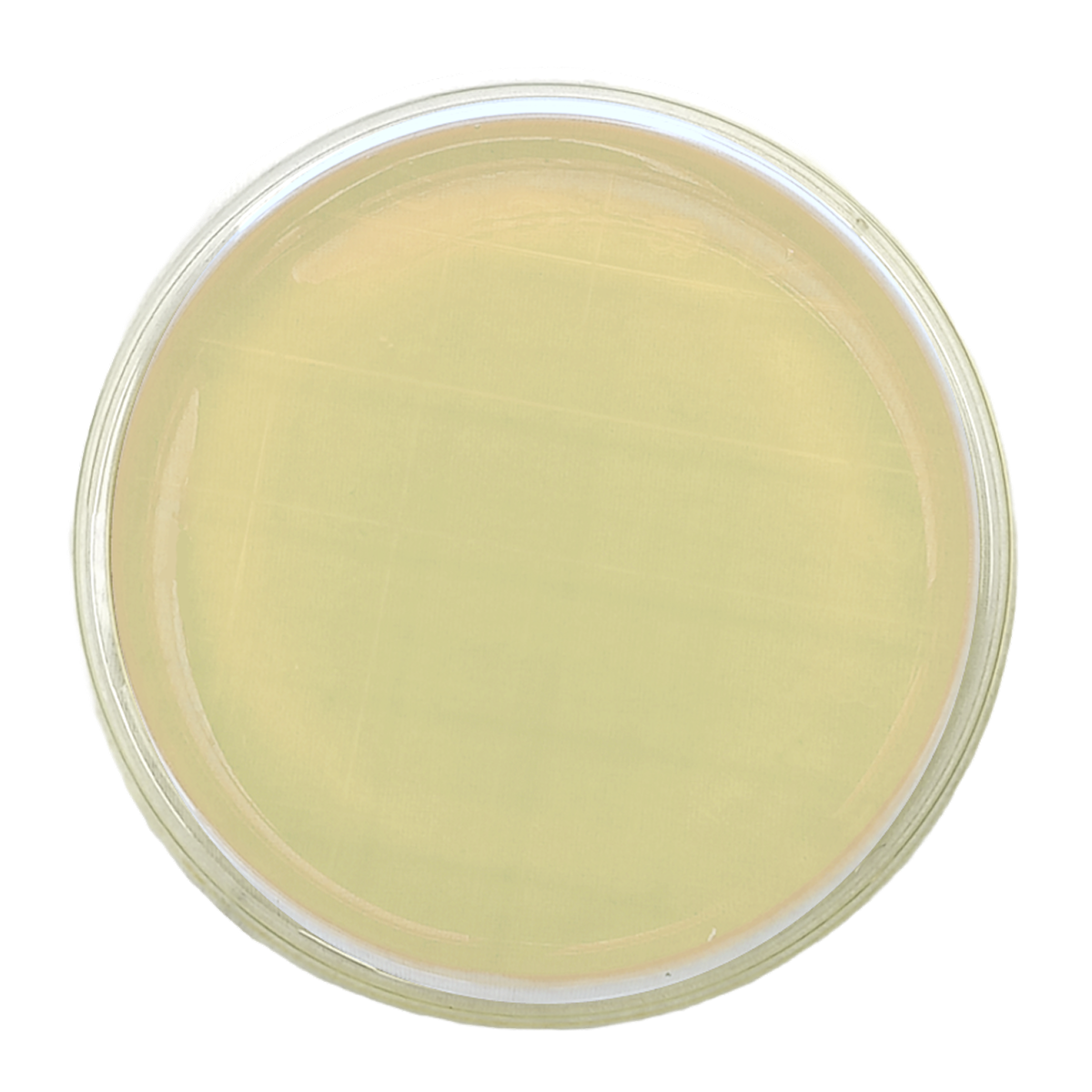 Agar R2A – Irradiado - Placa tipo Rodac Ø 65 mm x 15 mm.