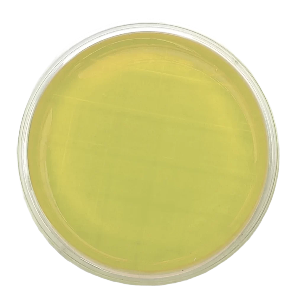 AGAR PLATE COUNT (PCA) - Irradiado - Placa tipo Rodac Ø 65 mm x 15 mm.