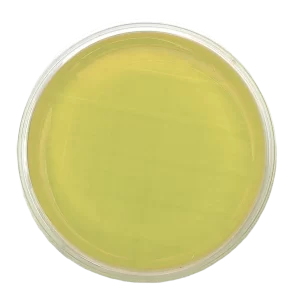 Agar Digerido de Caseína y Soja (TSA) - Irradiado