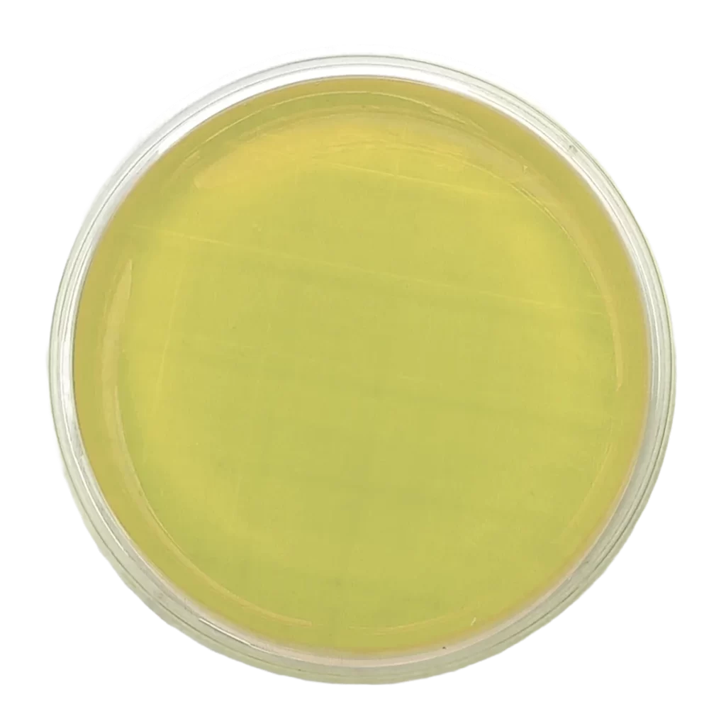 AGAR DIGERIDO CASEINA Y SOJA (TSA) + LECITINA y POLISORBATO – Irradiado - Placa tipo Rodac Ø 65 mm.