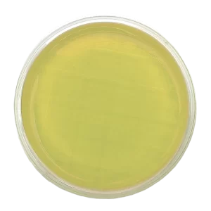 AGAR DIGERIDO CASEINA Y SOJA (TSA) + LECITINA +POLISORBATO + TIOSULFATO + L-HISTIDINA – Irradiado - Placa tipo Rodac Ø 65 mm.