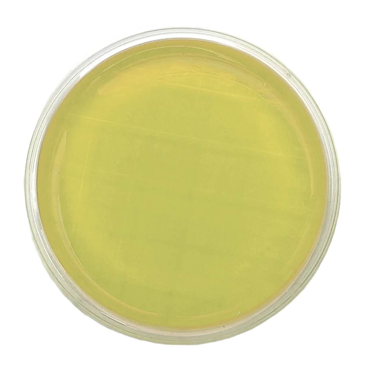 AGAR DIGERIDO CASEINA Y SOJA (TSA) + LECITINA +POLISORBATO + TIOSULFATO + L-HISTIDINA – Irradiado - Placa tipo Rodac Ø 65 mm.