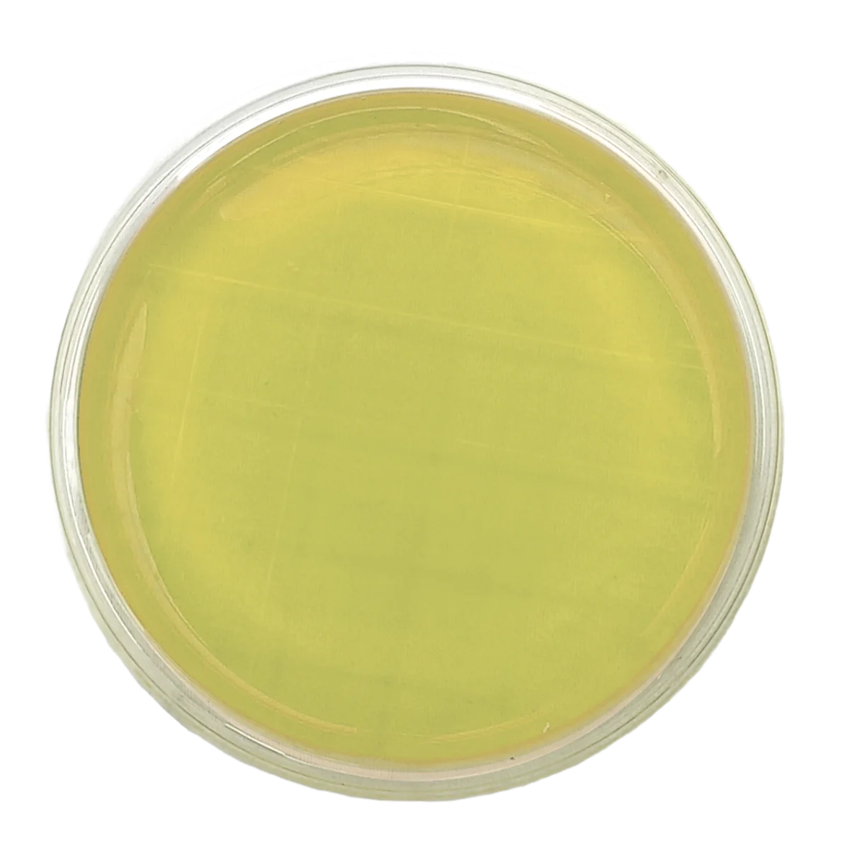 AGAR PLATE COUNT (PCA) - Irradiado - Placa tipo Rodac Ø 65 mm x 15 mm.