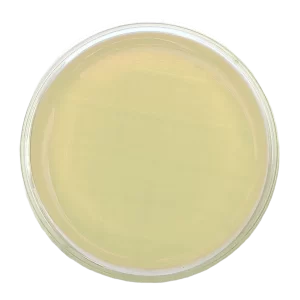 Agar Cetrimide - Irradiado - Placa tipo Rodac Ø 65 mm x 15 mm.