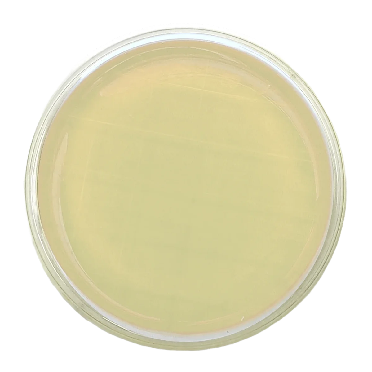 AGAR SABOURAUD DEXTROSA – Irradiado - Placa tipo Rodac Ø 65 mm.